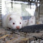 До 2025 року в Норвегії не залишиться хутряних ферм
